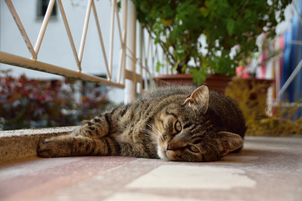 Apartment Sotocje Dolenja Trebusa エクステリア 写真